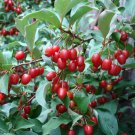 5 Seeds Elaeagnus multiflora GOUMI BERRY (Seeds)