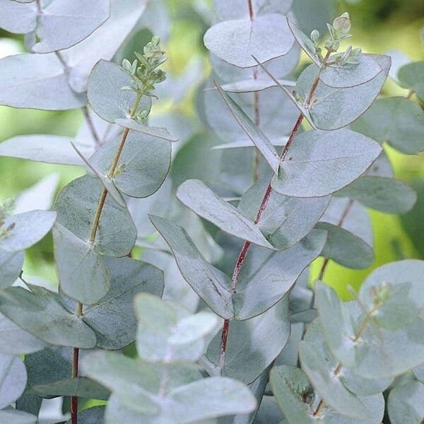 10 Seeds Eucalyptus gunnii COLD HARDY (Seeds)