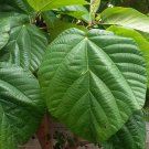 5 Seeds Ficus auriculata ELEPHANT EAR FIG - Bold Hardy Fig Species (Seeds)