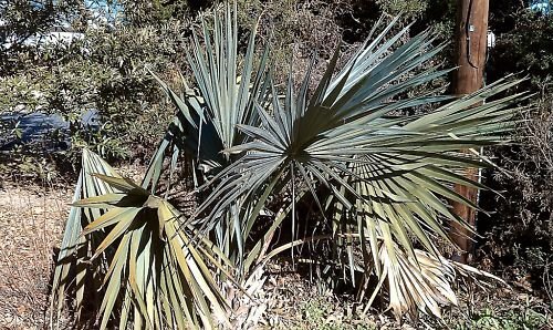 5 Seeds Sabal minor CAPE HATTERAS HARDY DWARF PALMETTO (Seeds)