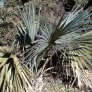 5 Seeds Sabal minor CAPE HATTERAS HARDY DWARF PALMETTO (Seeds)