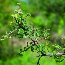 5 Seeds Commiphora berryi BALM OF GILEAD TREE (Seeds)