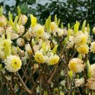 5 Seeds Edgeworthia chrysantha PAPERBUSH Fragrant Yellow Flowers Shrub (Seeds)