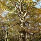 5 Seeds Fagus grandifolia AMERICAN BEECH TREE (Seeds)