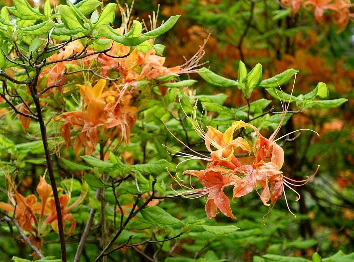 10 Seeds Rhododendron calendulaceum FLAME AZALEA (Seeds)