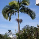 5 Seeds Archontophoenix alexandrae KING PALM (Seeds)