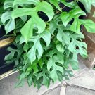5 Seeds Rhaphidophora tetrasperma MINI MONSTERA - EXOTIC TROPICAL (Seeds)