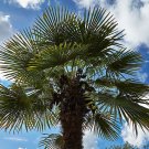 5 Seeds Trachycarpus fortunei BULGARIA WINDMILL PALM - HARDY (Seeds)