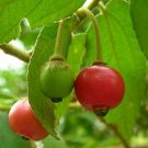 5 Seeds Muntingia calabura JAMAICAN CHERRY AKA STRAWBERRY TREE Exotic (Seeds)