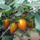 5 Seeds Diospyros rhombifolia PRINCESS PERSIMMON TREE (Seeds)