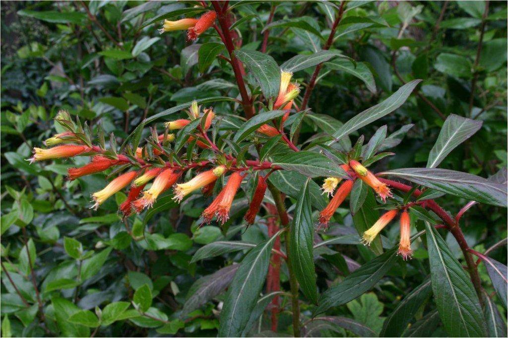 5 Seeds Cuphea micropetala CANDY CORN Perennial (Seeds)