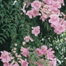 1 Plant Podranea ricasoliana PINK TRUMPET VINE (Plant)