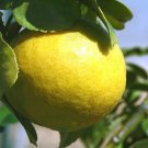 5 Seeds Citrus macroptera SHATKORA or MELANESIAN PAPEDA Tree (Seeds) 5 Seeds Citrus macroptera SHATKORA or MELANESIAN PAPEDA Tree (Seeds)