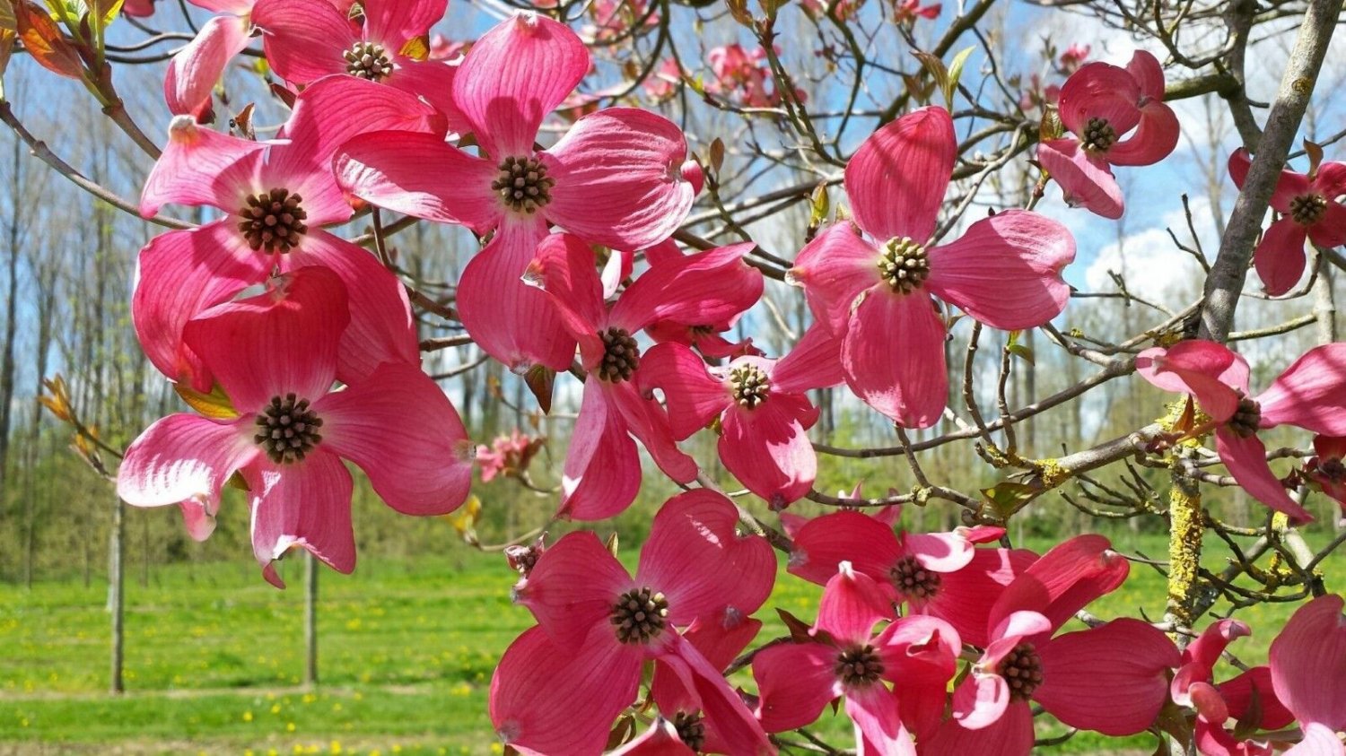 5 Seeds Cornus florida RED FLOWERING DOGWOOD (Seeds)
