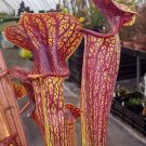 5 Seeds Sarracenia flava var ornata PITCHER PLANT Carnivorous (Seeds)