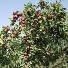 5 Seeds Ziziphus jujuba JUJUBE Fruit Tree (Seeds)