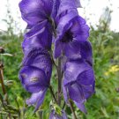 5 Seeds Aconitum napellus MONKSHOOD (Seeds)