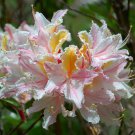 10 Seeds Rhododendron occidentale WESTERN AZALEA (Seeds)