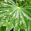 5 Seeds Fatsia japonica HARDY JAPANESE ARALIA Seeds VERY EXOTIC (Seeds)