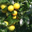 5 Seeds Citrus jambhiri aka taitensis ROUGH LEMON Tree (Seeds) 5 Seeds Citrus jambhiri aka taitensis ROUGH LEMON Tree (Seeds)