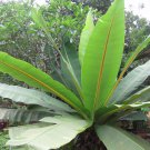 5 Seeds Ensete superbum CLIFF BANANA (Seeds)