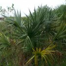 5 Seeds Sabal minor McCurtain COLD HARDY DWARF PALMETTO (Seeds)