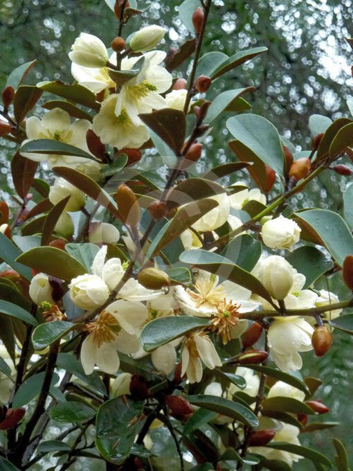 5 Seeds Magnolia laevifolia SMALL LEAF EVERGREEN MAGNOLIA - FRAGRANT FLOWERS (Seeds)