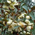 5 Seeds Magnolia laevifolia SMALL LEAF EVERGREEN MAGNOLIA - FRAGRANT FLOWERS (Seeds)