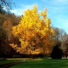 5 Seeds Ginkgo biloba GIKGO TREE (Seeds)