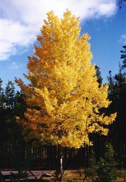 5 Seeds Populus tremuloides QUAKING ASPEN TREE (Seeds)