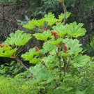5 Seeds Oplopanax horridus DEVILS CLUB Seeds VERY EXOTIC (Seeds)