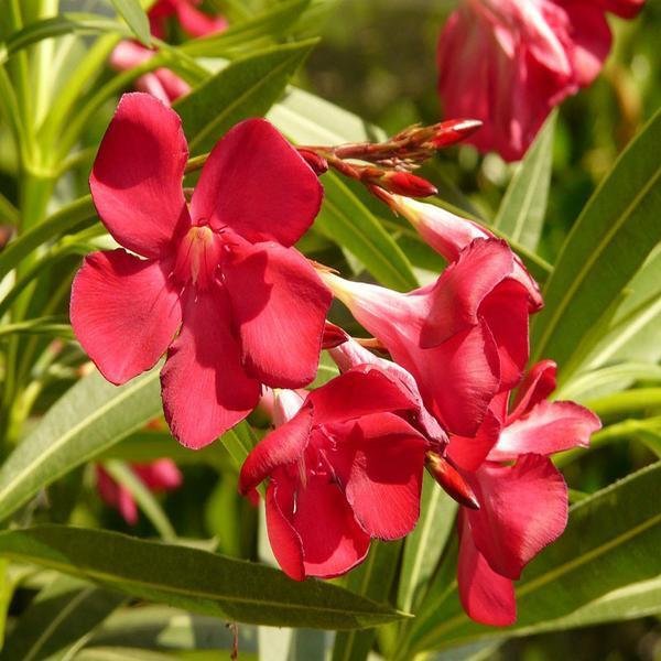 5 Seeds Nerium oleander HARDY RED OLEANDER (Seeds)