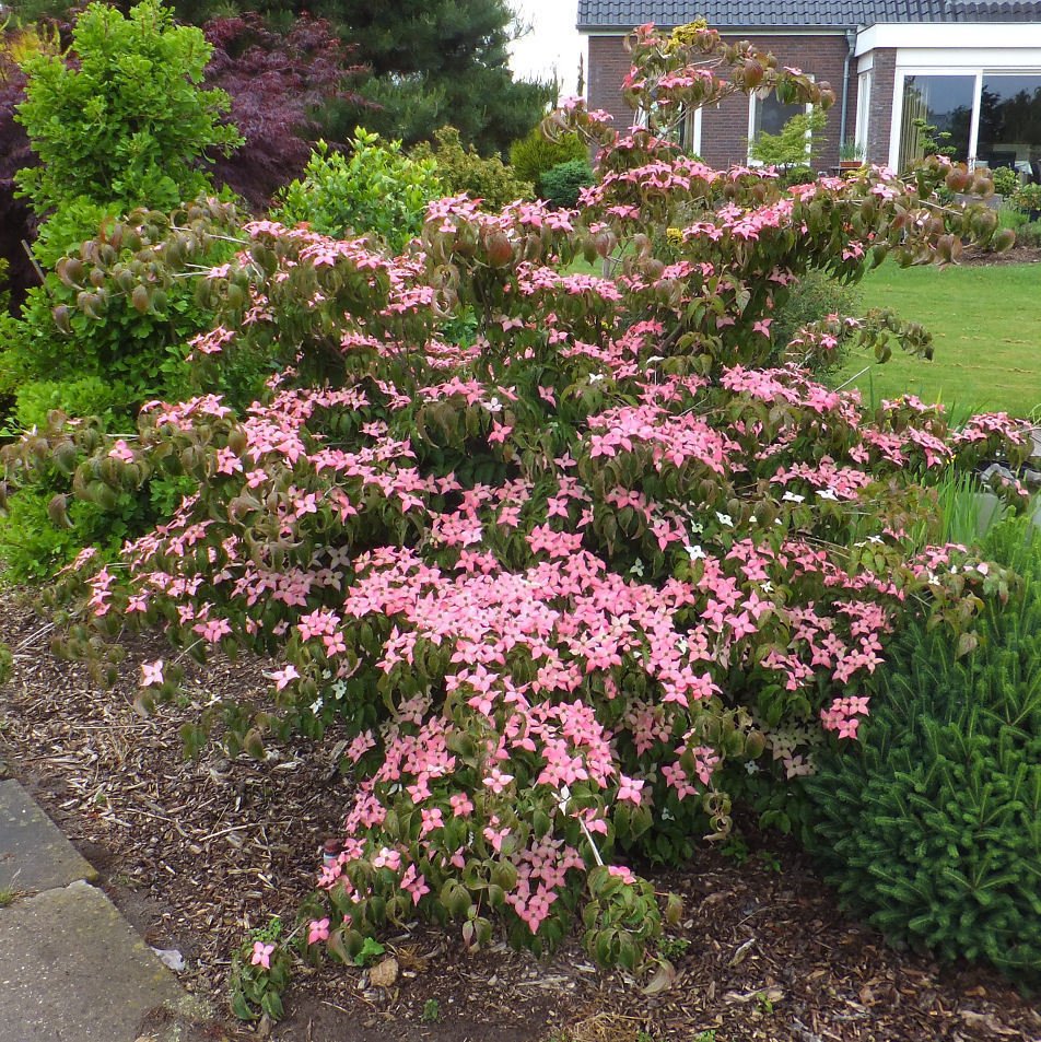 5 Seeds Cornus kousa Rubra RED CHINESE DOGWOOD (Seeds)