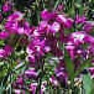 5 Seeds Lathyrus latifolius PERENNIAL SWEET PEA (Seeds)