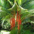 5 Seeds Cyrtostachys renda LIPSTICK PALM (Seeds)