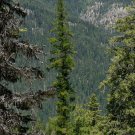 5 Seeds Larix occidentalis WESTERN LARCH Tree (Seeds)