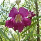 5 Seeds Chilopsis linearis DESERT WILLOW Hardy Exotic (Seeds)