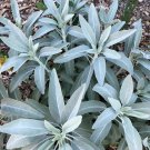 10 Seeds Salvia apiana WHITE SAGE (Seeds)