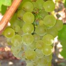 5 Seeds Vitis vinifera Chardonnay WINE GRAPE (Seeds)
