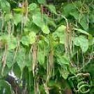 10 Seeds Catalpa bignoides SOUTHERN CATALPA TREE (Seeds)