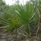 5 Seeds Sabal etonia SCRUB PALMETTO (Seeds)