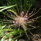 5 Seeds Allium schuberti PERSIAN ONION (Seeds)