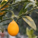 5 Seeds Citrus - Citrofortunella THOMASVILLE CITRANGEQUAT - COLD HARDY Tree (Seeds)