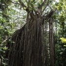5 Seeds Ficus virens Hardy Banyan UNIQUE TREE Exotic (Seeds)