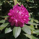 10 Seeds Rhododendron catawbiense CATAWBA RHODODENDRON (Seeds)