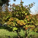 5 Seeds Acer shirasawanum Ogurayama JAPANESE FULLMOON MAPLE (Seeds)