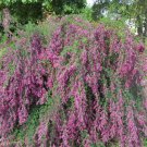 10 Seeds Lespedeza thunbergii UNIQUE HARDY SHRUB (Seeds)