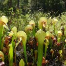 5 Seeds Darlingtonia californica COBRA PLANT Carnivorous (Seeds)