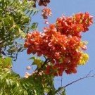 10 Seeds Koelreuteria bipinnata CHINESE FLAME TREE (Seeds)