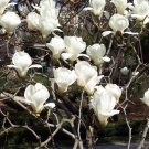 5 Seeds Magnolia denudata MAGNOLIA TREE (Seeds)
